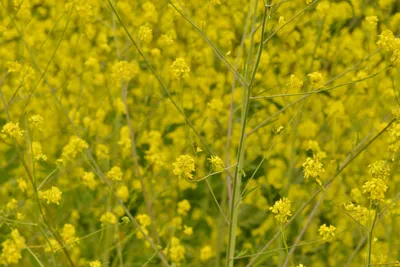 DSC_6263 (Large).JPG